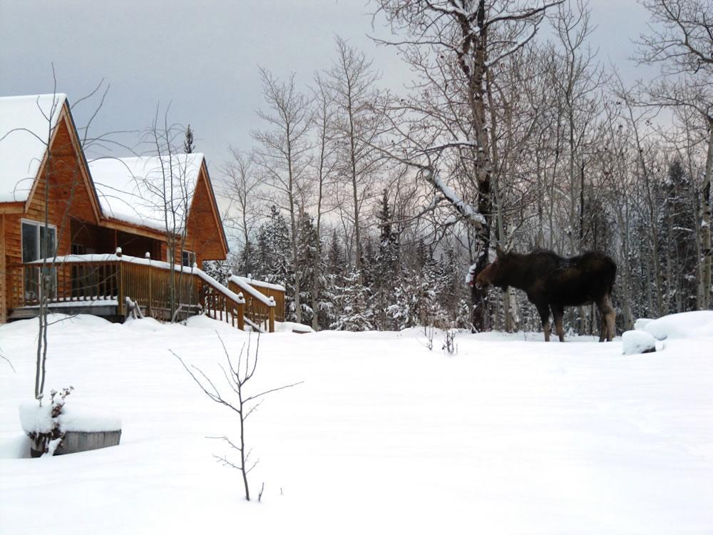 Eagle Bear Lodge Tatla Lake Екстериор снимка